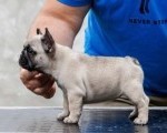 Francuski buldog, štenci